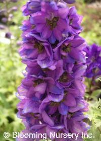 Delphinium 'Magic Fountains Dark Blue with Dark Bee'